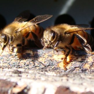 2 Abeilles dans une ruche