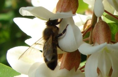 abeille sur fleur d’acacia