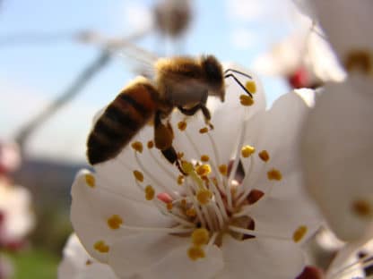 Abeille butinant au printemps