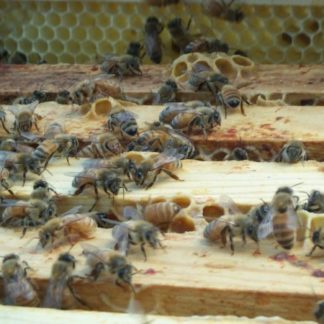 Essaim d'abeilles