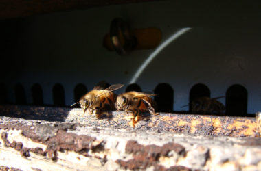 2 Abeilles