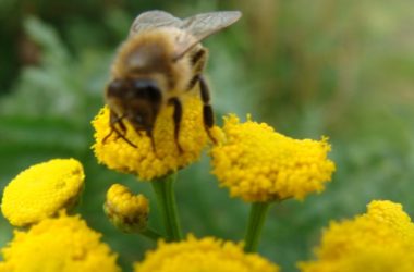 Abeille butinant une fleur