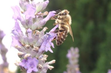 abeille lavande