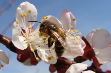 Abeille butinant une fleur