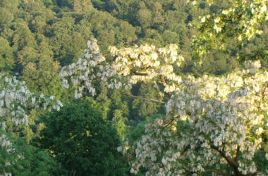 Arbre Acacia