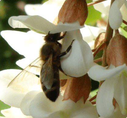 Abeille butine une fleur d'Acacia en alsace