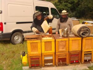 récolte de miel en extérieur