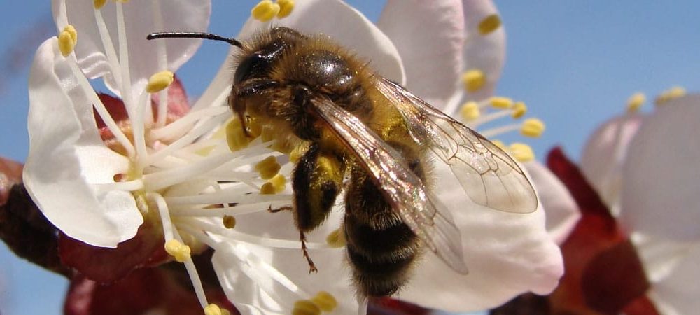 Abeilles butinant une fleur dans les Vosges d'Alsace