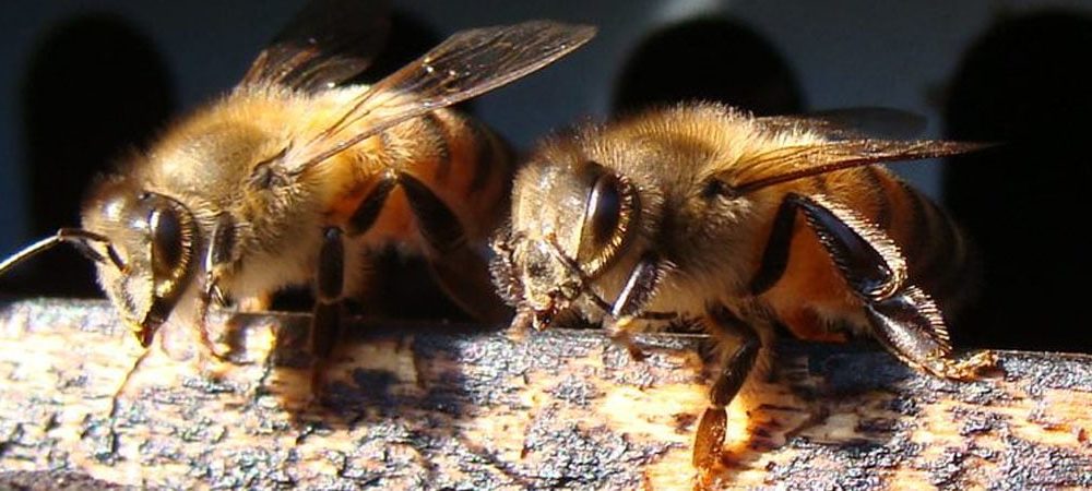 2 abeilles dans une ruche dans les vosges d'Alsace