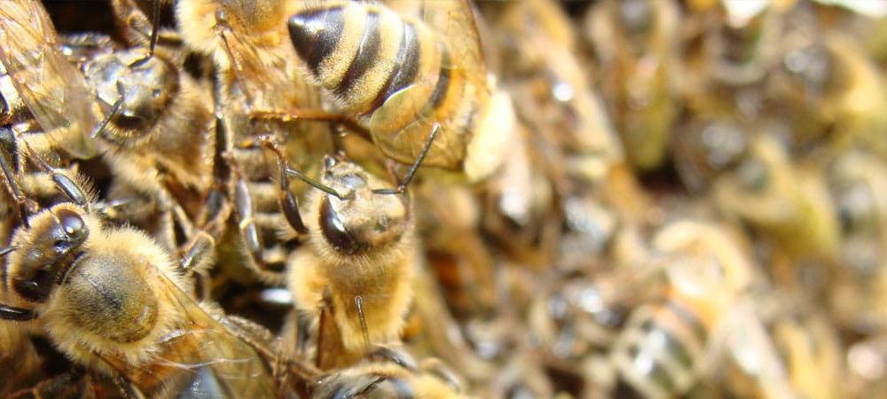 Nuée d'abeilles dans les Vosges d'Alsace