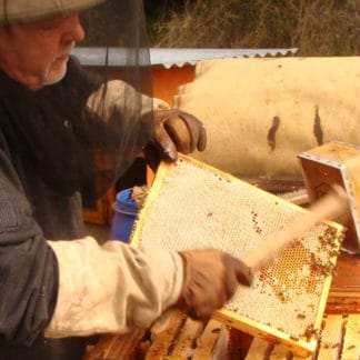 Récolte du miel d'une ruche dans les Vosges d'Alsace
