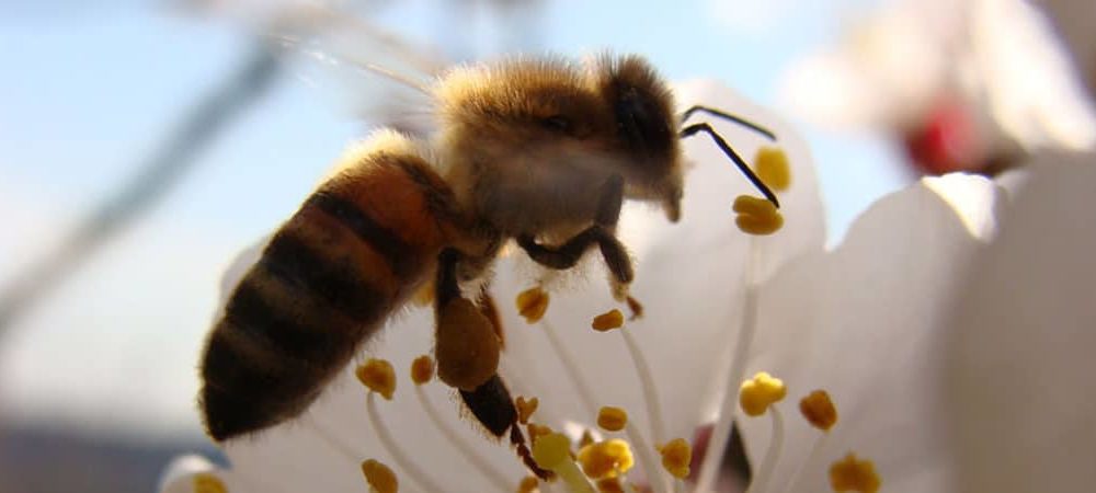 Abeille butinant au printemps